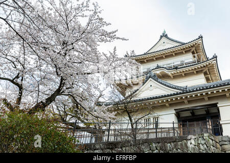 Il castello di Odawara e fiori di ciliegio, Kanagawa, Giappone Foto Stock