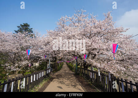 Sakura Gongendo Tsutsumi, Saitama, Giappone Foto Stock