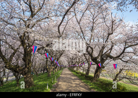 Sakura Gongendo Tsutsumi, Saitama, Giappone Foto Stock