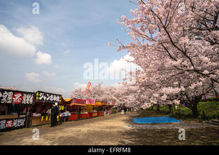 Sakura Gongendo Tsutsumi, Saitama, Giappone Foto Stock