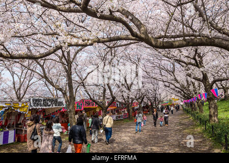 Sakura Gongendo Tsutsumi, Saitama, Giappone Foto Stock