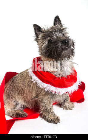 Cairn terrier vestito per Natale. Foto Stock