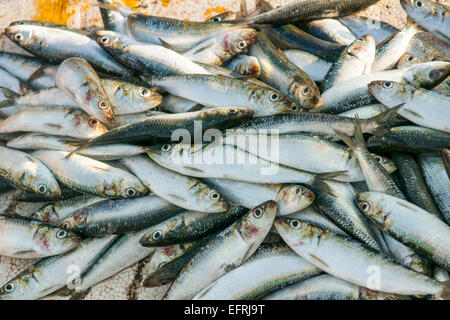 Sardine in vendita al mercato del pesce a Bali, in Indonesia Foto Stock
