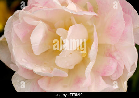 Peonia fiore con gocce d'acqua su alcune delle sue petali. Foto Stock