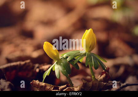 Primo piano di fiori selvaggi giallo in primavera. Aconitum invernale Foto Stock