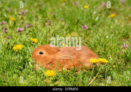 Primo piano di un piccolo coniglio su erba verde Foto Stock