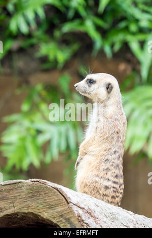 Meerkat Foto Stock