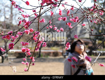 Tokyo, Giappone. 10 Febbraio, 2015. Una donna guarda a fiori di un albicocca giapponese a Tokyo in Giappone, il 10 febbraio, 2015. Credito: Stringer/Xinhua/Alamy Live News Foto Stock