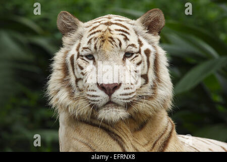 La Tigre Bianca,portraet (Panthera tigris) sbadigli, Singapore Zoo, Singapore, Foto Stock