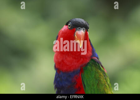 Nero-capped lori - Ritratto / Lorius lory Foto Stock