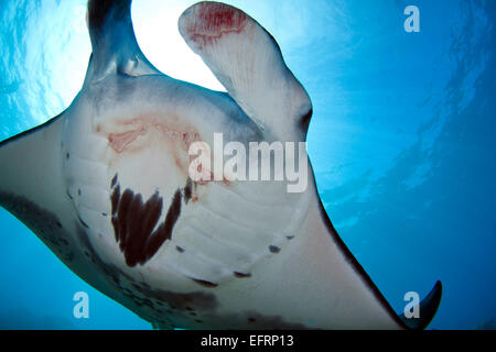 A coastal manta ray (Manta alfredi) piomba con garbo sulla barriera corallina dagli impianti offshore di Kona, Hawaii Foto Stock