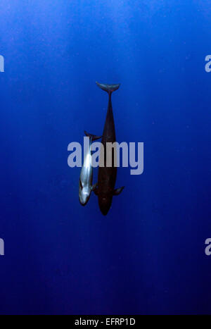 Un falso Killer Whale (Pseudorca crassidens) e di un parente prossimo fly by dagli impianti offshore di Kona Coast della Big Island delle Hawaii. Il Foto Stock