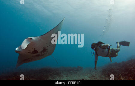 A coastal manta ray (Manta alfredi) piomba con garbo sulla barriera corallina dagli impianti offshore di Kona, Hawaii Foto Stock