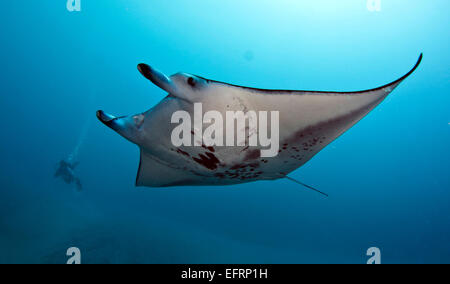 A coastal manta ray (Manta alfredi) piomba con garbo sulla barriera corallina dagli impianti offshore di Kona, Hawaii Foto Stock