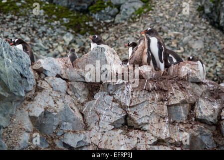 Pinguino Gentoo (Pygoscelis papua) alimentazione di pulcini su de Cuverville Island, Antartide Foto Stock