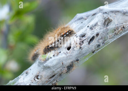 Un singolo hairy Brown tailed moth, una specie di peste che è scappato dal suo nido larvale Foto Stock