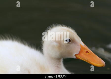 Bianco giovane anatroccolo ritratto su verde al di fuori della messa a fuoco di superficie del lago Foto Stock