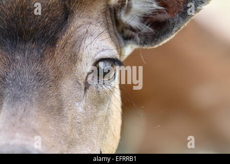 Chiudere fino a occhio di un daino ( dama ) Foto Stock