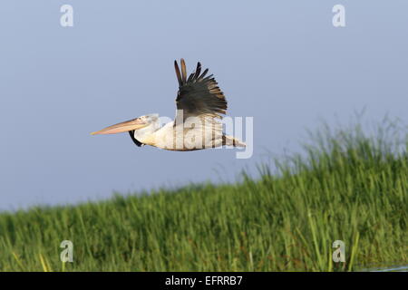 Grande pelican ( pelecanus onocrotalus ) in volo su canneti, il Delta del Danubio, Romania Foto Stock