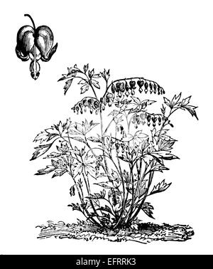 Incisione in stile vittoriano di un cuore di sanguinamento o Lamprocapnos. Restaurata digitalmente immagine da una metà del XIX secolo enciclopedia. Foto Stock