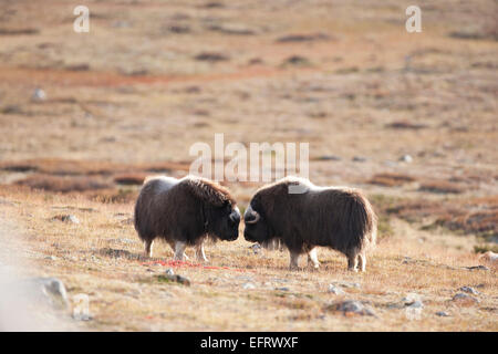 Giovani tori muskox Foto Stock