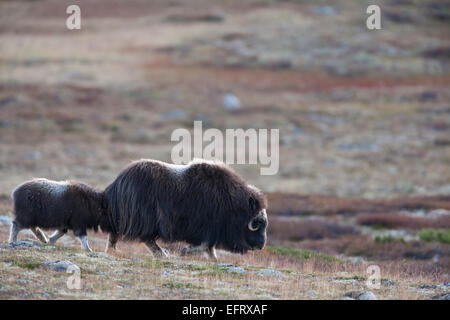 Muskox mucca e il suo vitello Foto Stock