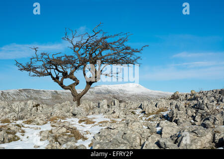 Albero di biancospino su scale di Souther Pavimenti calcarei con Wherside in vista Foto Stock