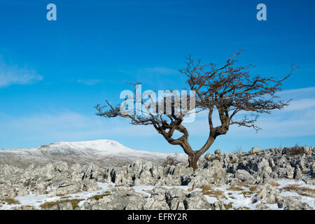 Albero di biancospino su scale di Souther Pavimenti calcarei con Wherside in vista Foto Stock