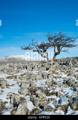 Albero di biancospino su scale di Souther Pavimenti calcarei con Wherside in vista Foto Stock