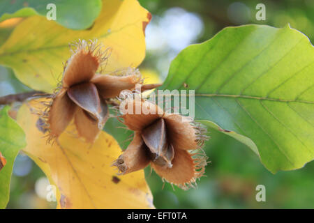 faggiole Foto Stock