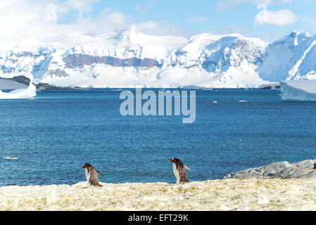 Errera Channel, de Cuverville Island, Antartide Foto Stock