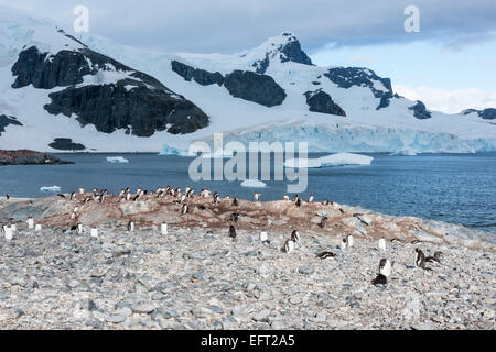 Gentoo colonia di pinguini, Errera Channel, de Cuverville Island, Antartide Foto Stock