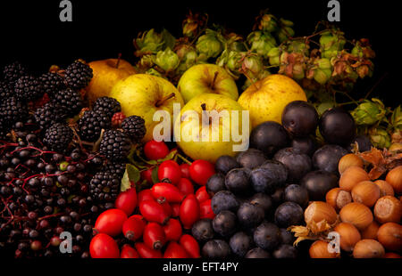 Frutta e noci raccolte da un inglese di siepe in autunno Foto Stock