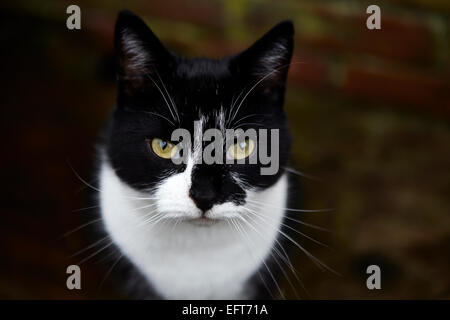 Bianco e Nero cat Foto Stock