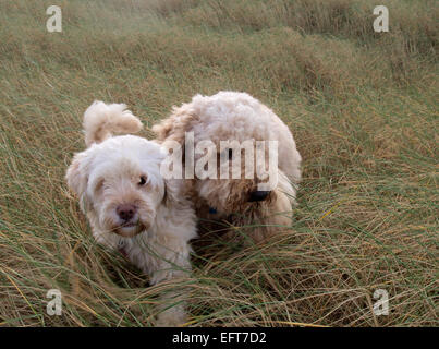 Due cani Labradoodle in lunghi Marram erba, Braunton Burrows, Devon, Regno Unito Foto Stock