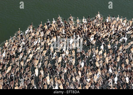 Anatre, Alleppey, kuttanad, Alappuzha, Kerala, India Foto Stock