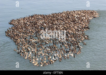 Anatre, Alleppey, kuttanad, Alappuzha, Kerala, India Foto Stock