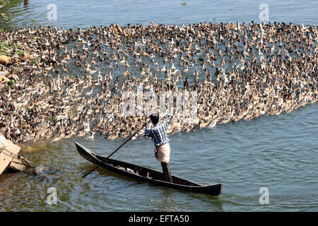 Anatre a Backwaters di Alleppey, kuttanad, Alappuzha, Kerala, India Foto Stock