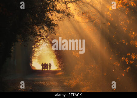 Quattro i ciclisti su una mattina di autunno in bicicletta attraverso la foresta nella calda luce dorata con nebbia e sole nei Paesi Bassi Foto Stock