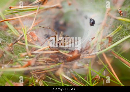 Agelena labyrinthica spider in agguato Foto Stock