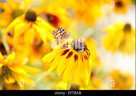 Farfalla posata sul fiore giallo Foto Stock