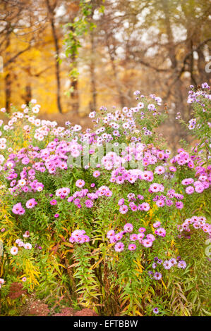 Aster rosa in fiore Foto Stock