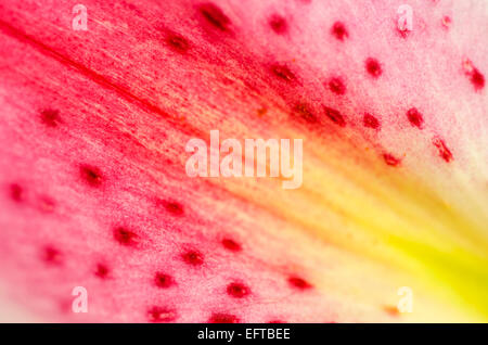 Macro astratta rosa e giglio giallo petalo di fiore Foto Stock