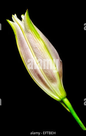 Bud crescente Giglio Fiore rosa Foto Stock