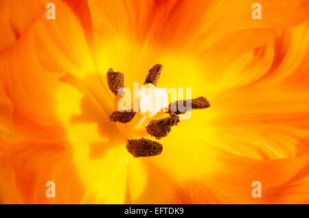 Macro di Orange Tulip fiore all'interno Foto Stock
