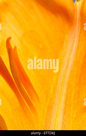 Macro di Orange Tulip fiore all'interno Foto Stock