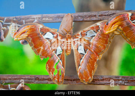 Attacus Atlas butterfly asciugando fuori sul suo vuoto kell dopo la schiusa Foto Stock