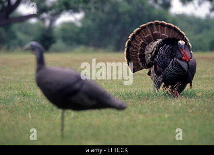 Una Turchia gobbler strutting per un' esca di gallina Foto Stock