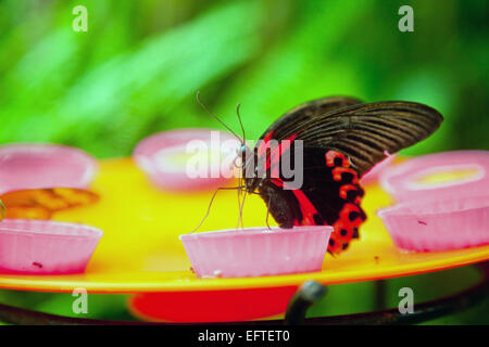 Primo piano su Red Butterfly Mormone alimentazione da alimentatore artificiale in un parco naturale (messa a fuoco sulla testa) Foto Stock