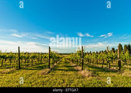 Un vigneto in Reggio Emilia hills in Emilia Romagna, Italia, in primavera Foto Stock